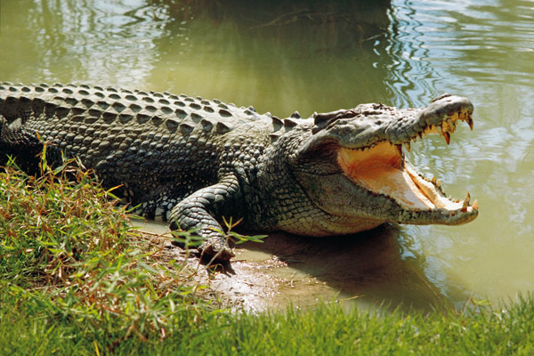 Mơ thấy cá sấu có điềm báo gì?