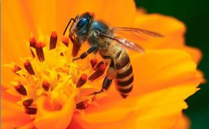 Nằm mơ thấy ong nên đánh con gì?